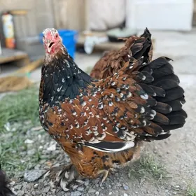 Brama