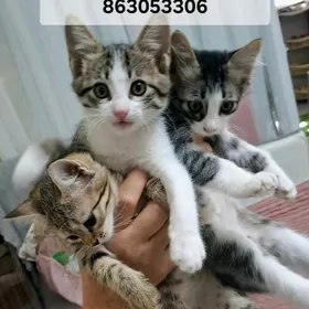 котики