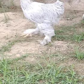 Brama lavanda