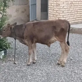 ökuzce