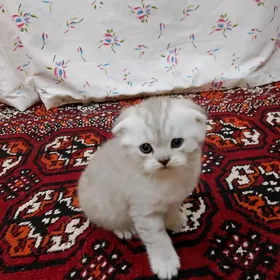Şatlanski gyz