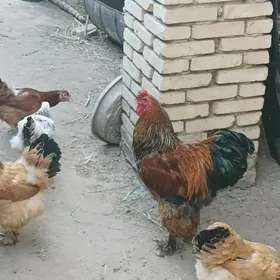 Brama