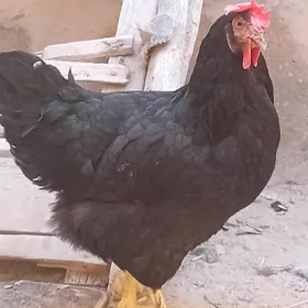 GEGANT TOWUKLAR