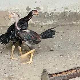 жуже
