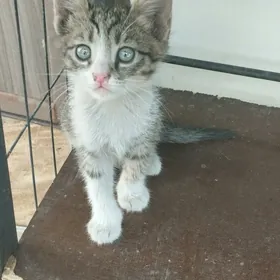 Котята
