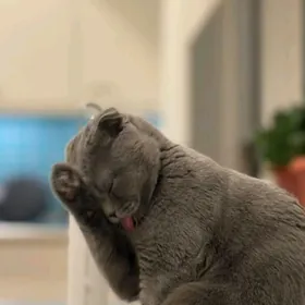шотландская вислоухая кошка