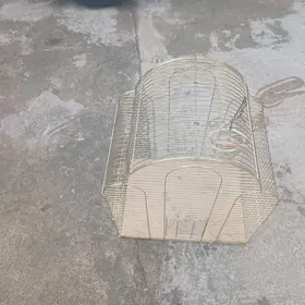 Papugaý ketek