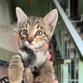 котенок