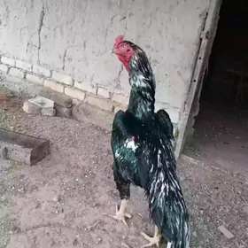 Taskent horaz we juyjesi