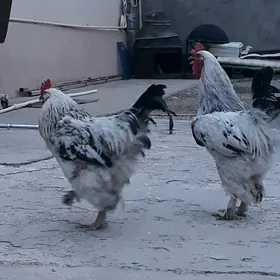 Brama horaz