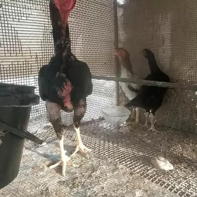 Taşkent horaz maki Ketegi bn