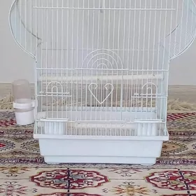 папугай     кетек