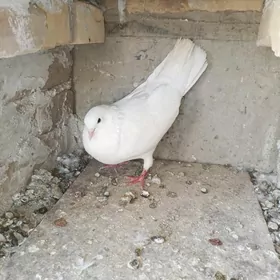 Ak Kepderi