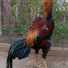 Taşkent horaz