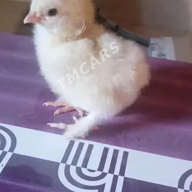 жужа.брама