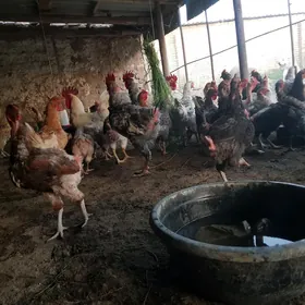 gigant towuklar