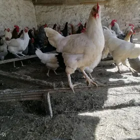 satlyk gigant towuklar