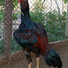 Taşkent horaz Şamo.