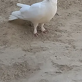 kepderi