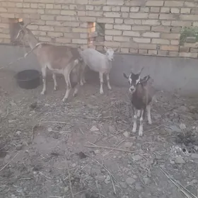 geci