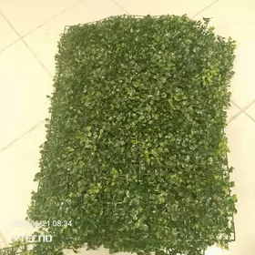Emeli ýaşyl ot