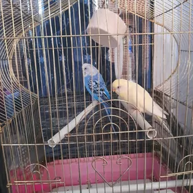guş