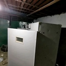 inkubator