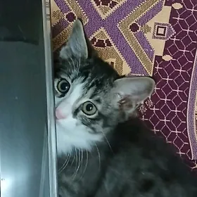 домашние котята 1,5 месяца