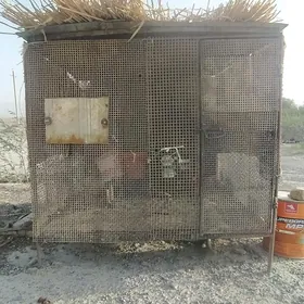 ketek