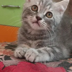 Котята