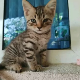 Котята