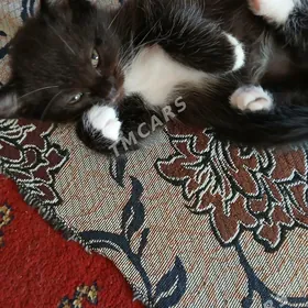 котята вислоухие