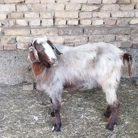 semiz teke