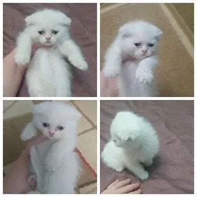 Французско-шотландские котята