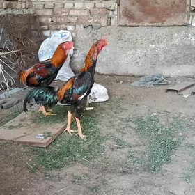 özbek