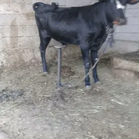 Ökiz