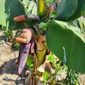 Banan nahal