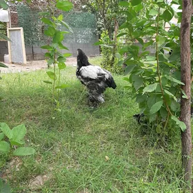 brama silver