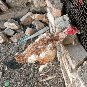 baysow towuk