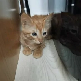 отдам котенка в хорошие руки