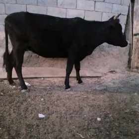 sygyr