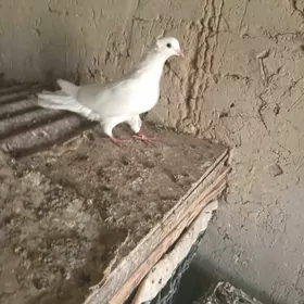 kepderi