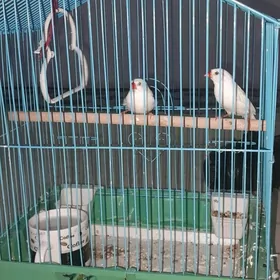 amadinka