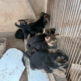 Awçarka