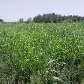 sudanka mal oty