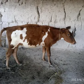 gachar