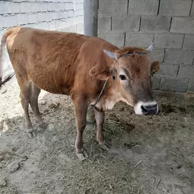 göle