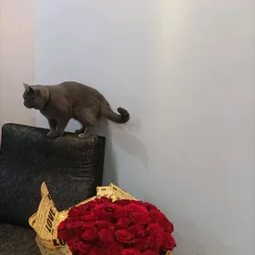 отдам кота