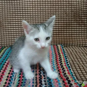 кошечка девочка