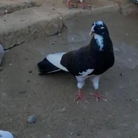 kepderi